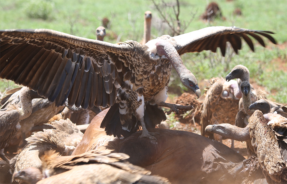 Critically endangered: Rüppell’s Vulture and White-Backed Vulture in Kenya