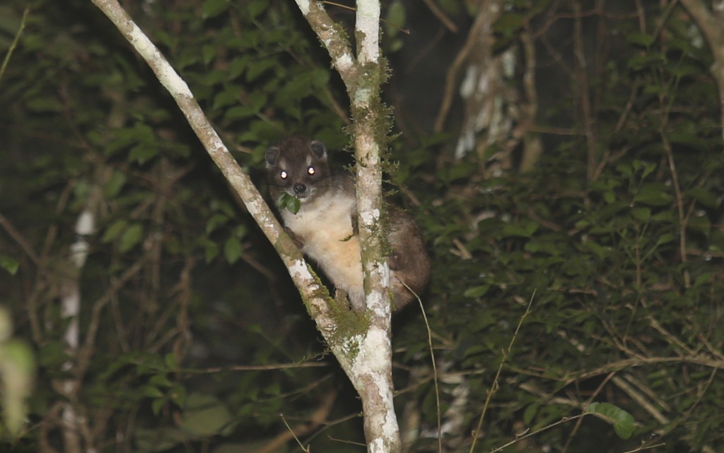 Taita tree hyraxes filmed at night