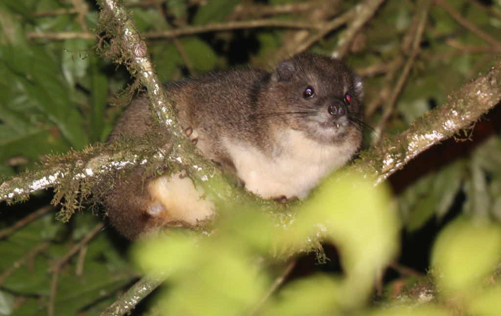 Taita tree hyrax – mysterious relict species