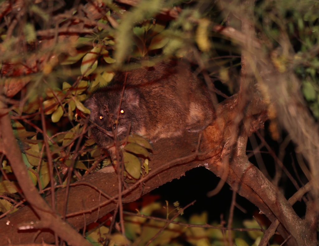 Southern tree hyrax – Dendrohyrax arboreus
